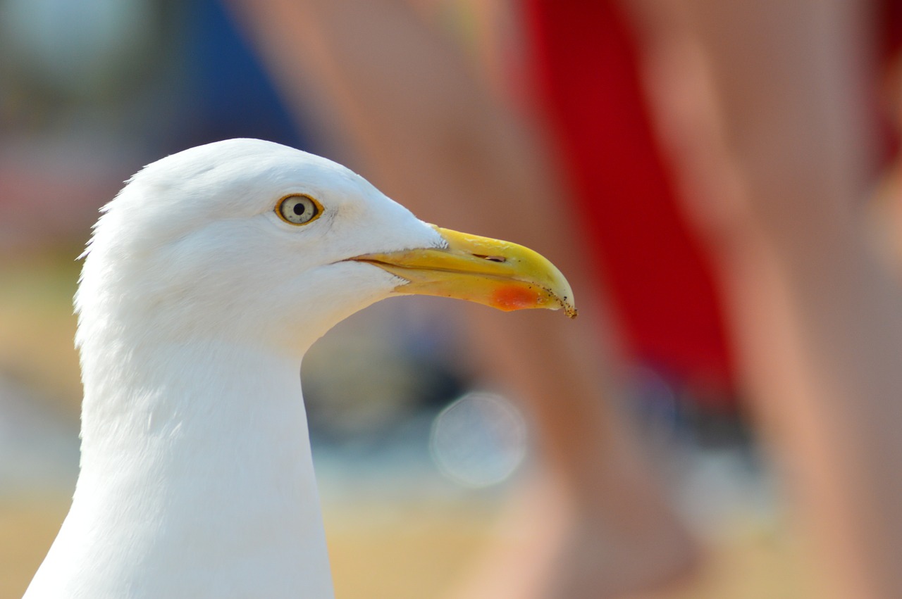 seagull-183229_1280